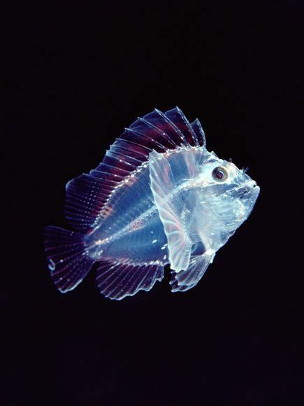 Larval Leaf Scorpionfish