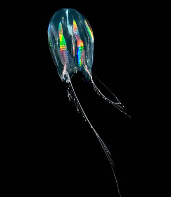 Comb Jelly