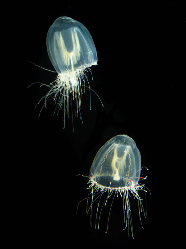 Transparent Jellyfish Couple