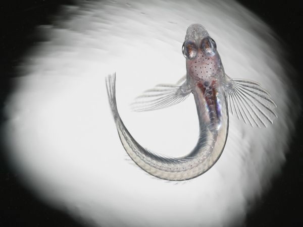 Larval Blenny Fish