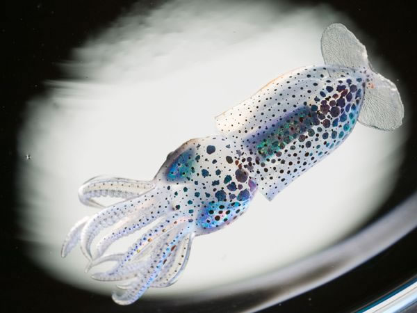 Larval Squid