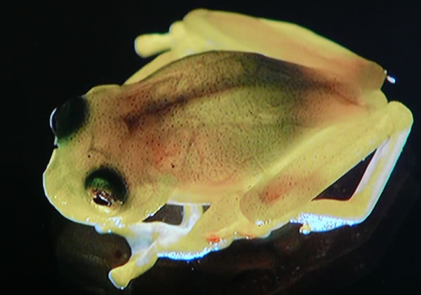 Transparent Glass Frog