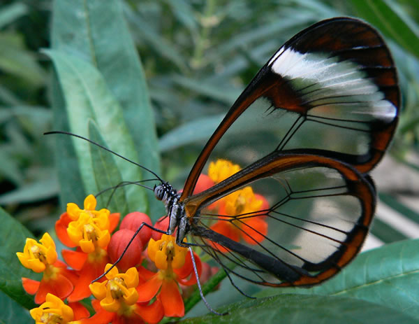 The Wings Become Windows Butterfly