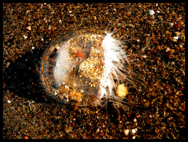 Transparent Jellyfish