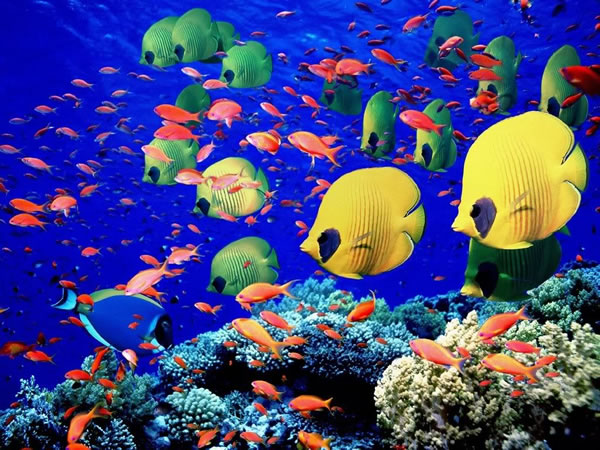 different coloured fish