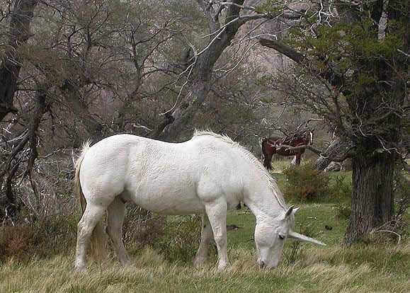 Patagonian Unicorn