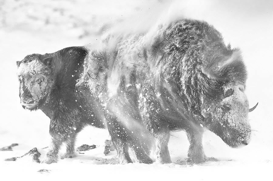 Winter on Dovre