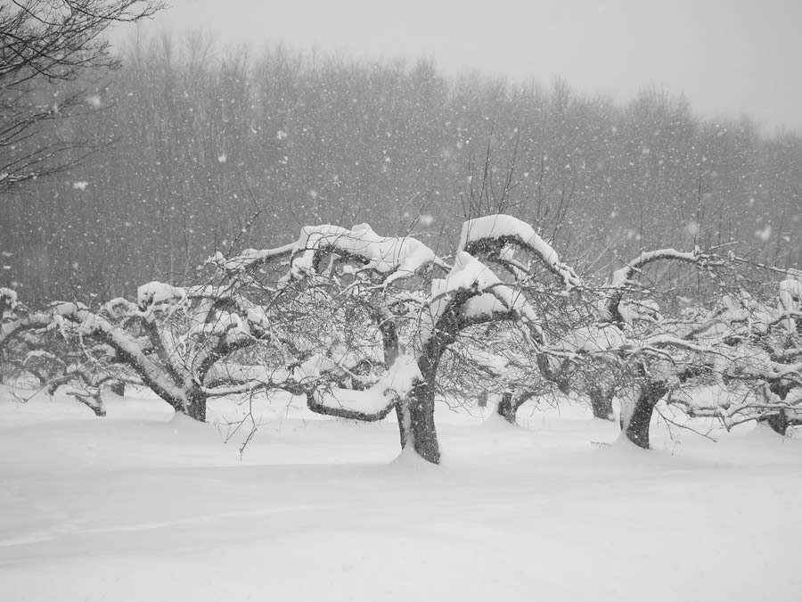 Apples Orchard In Snow