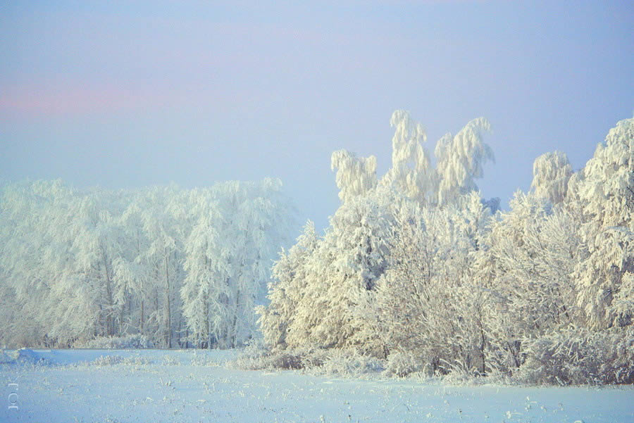 Winter Morning