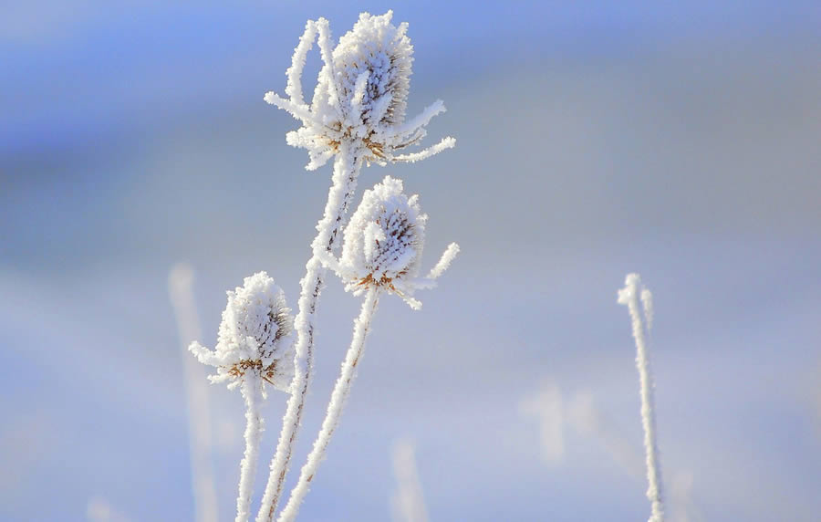 Winter Breath