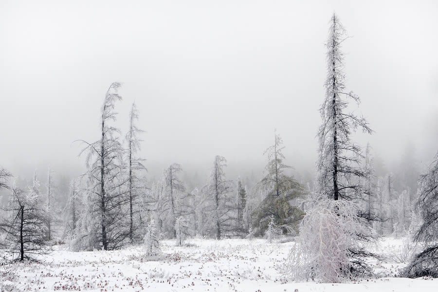 Ice Storm at the Mer Bleu Bog