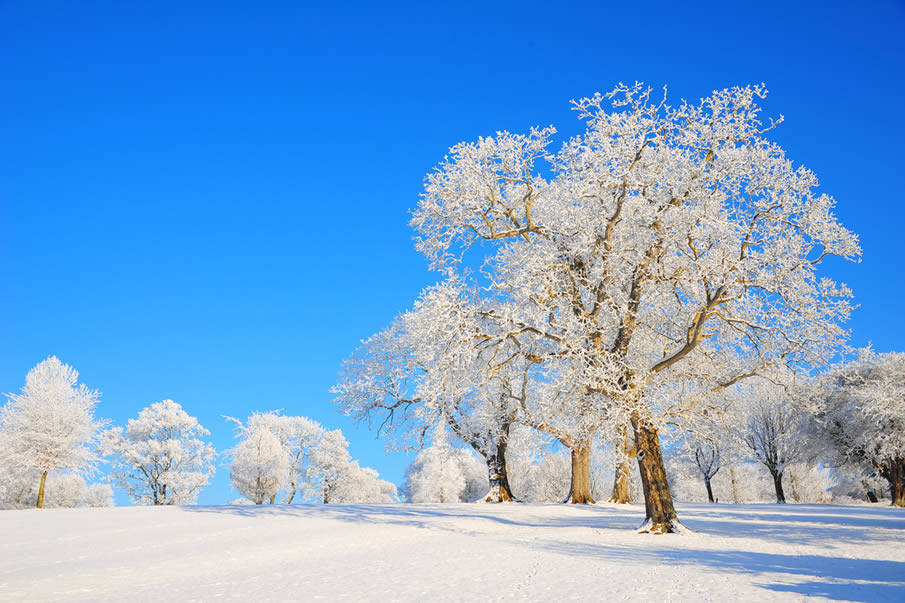 Frozen Trees