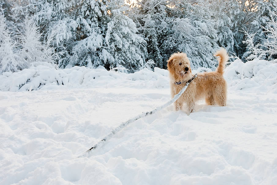 Snow in Tunbridge Wells