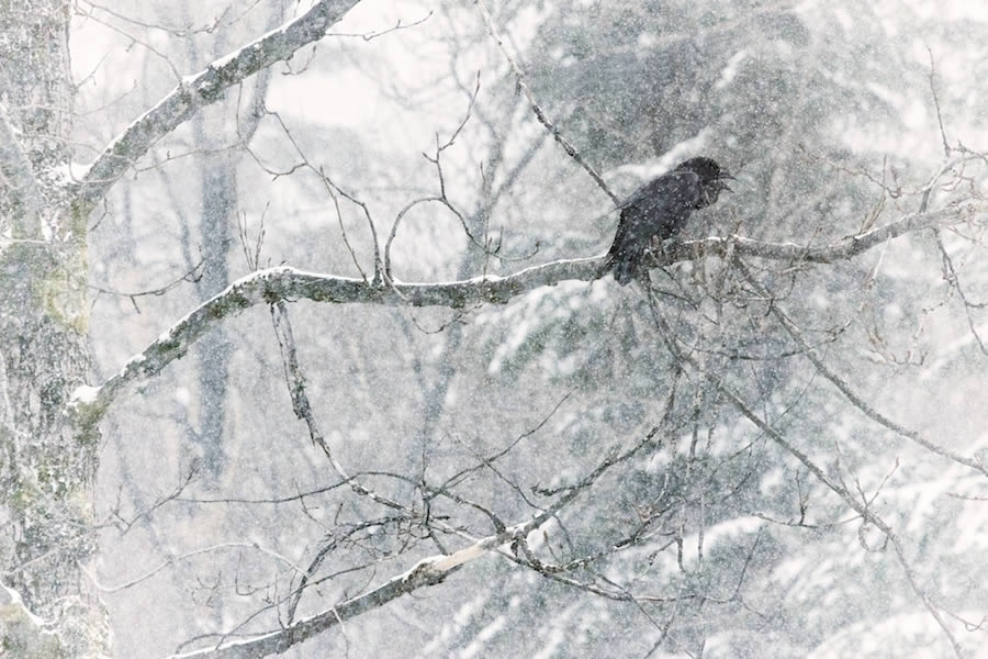 Raven in Snow Storm