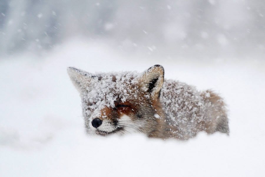 Frozen Fox