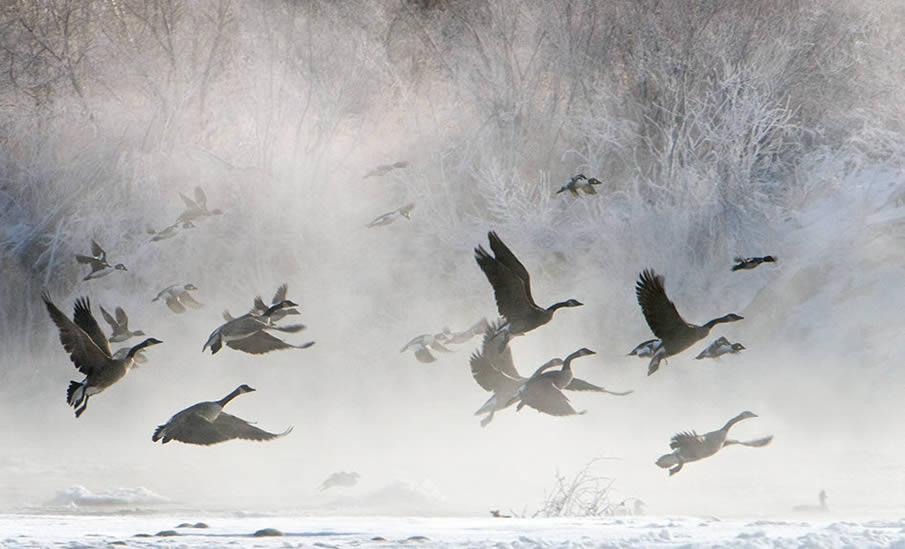 Cold Morning Flight