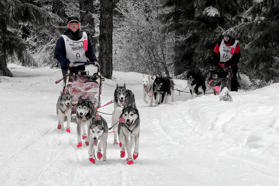 Mushing in Pink