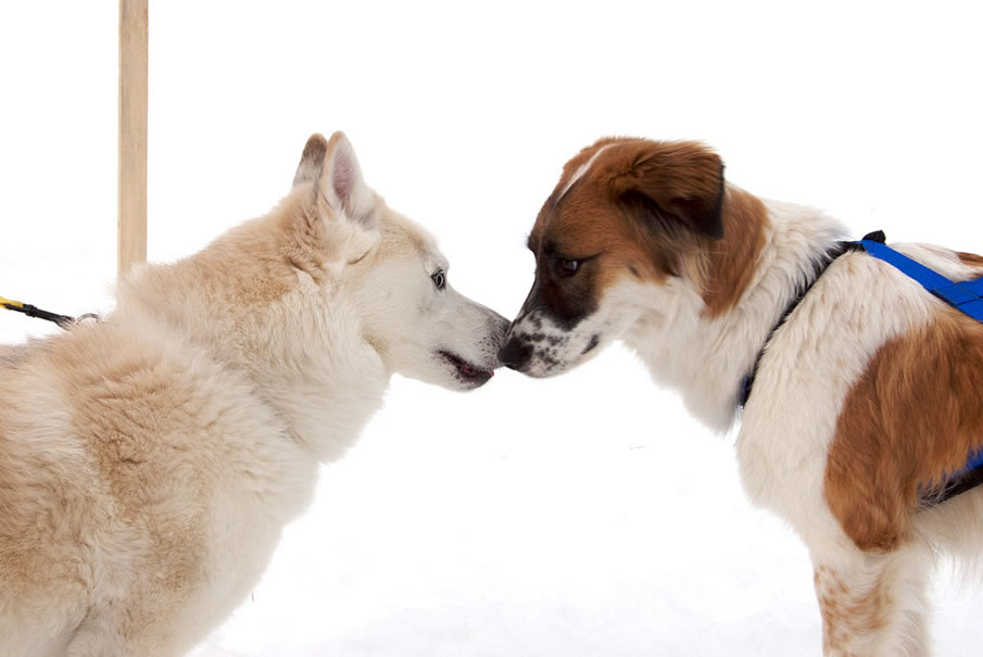 Cute Skijoring