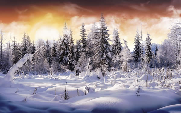 Winter Wallpaper