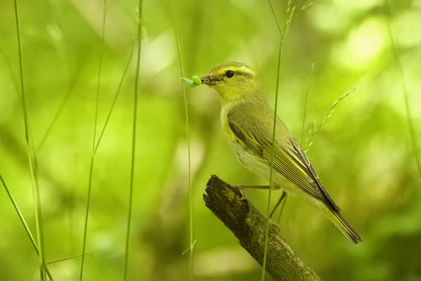 Piecuszek (Phylloscopus trochilus)