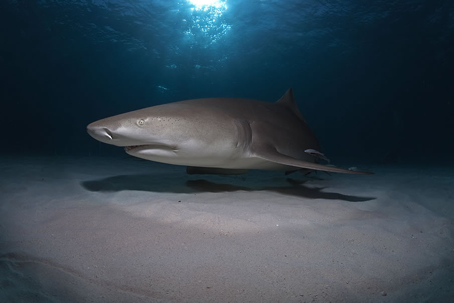 Lemon Shark at Sunset