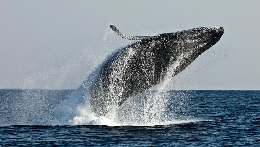 Flip of a Humpback Whale