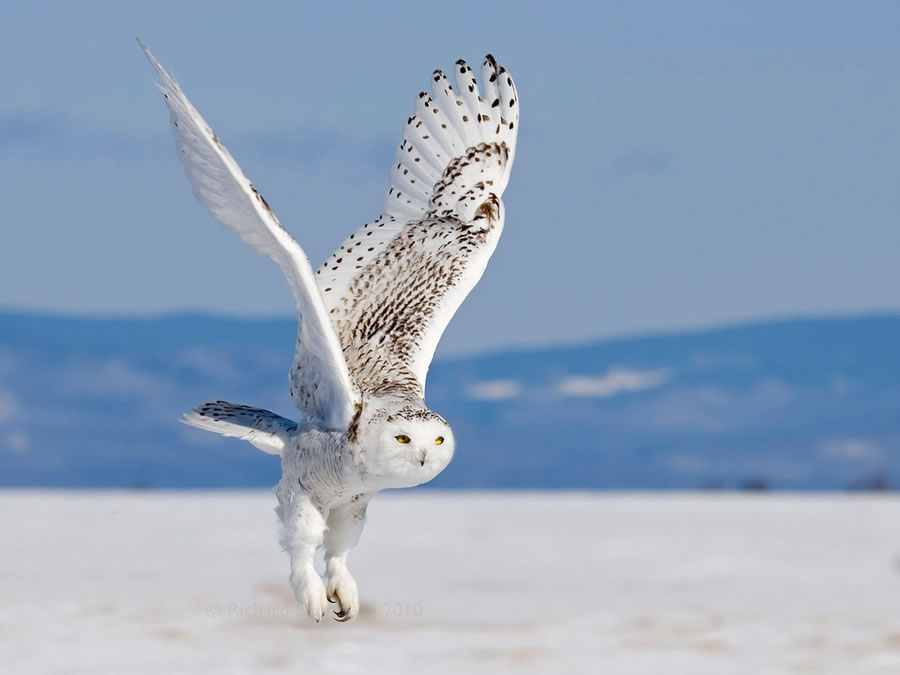 Snowy Owl in Flight