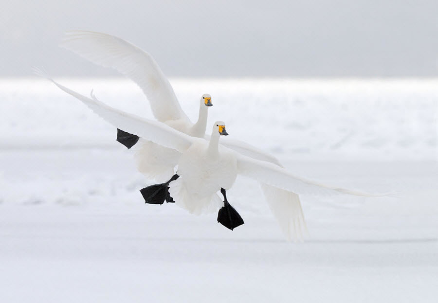 Duo Landing