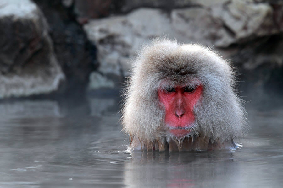 Snow Monkey Taking Bath in Hot Spring Water