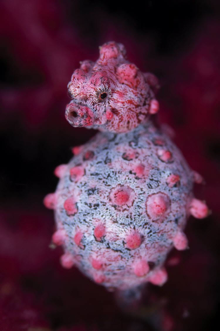 Pregnant Pygmy Seahorse