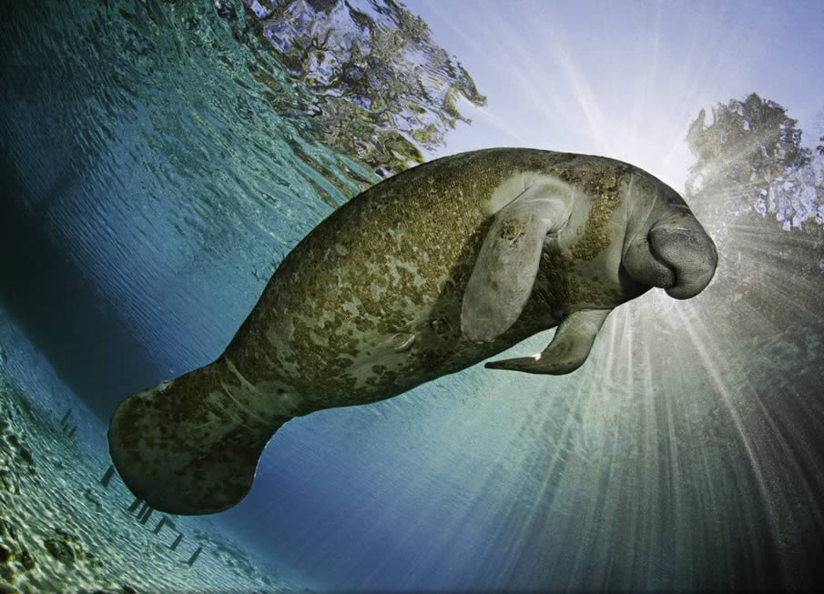 Manatee Sunburst