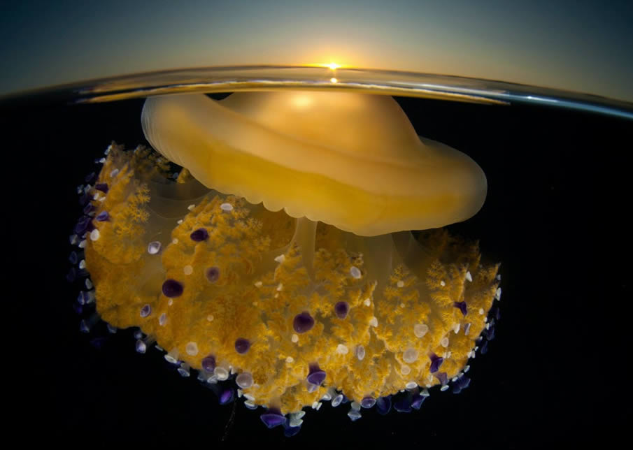 Sunrising Jellyfish