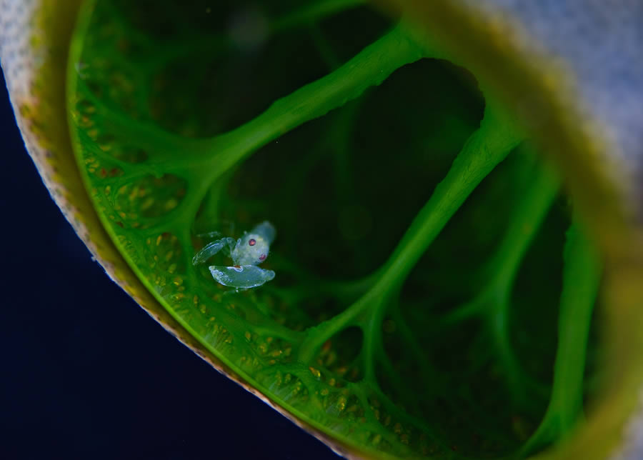 Commensal Shrimp on Sea Squirt