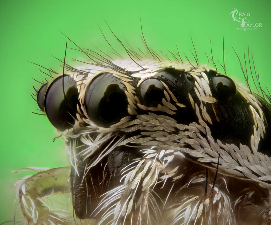 Zebra Jumping Spider