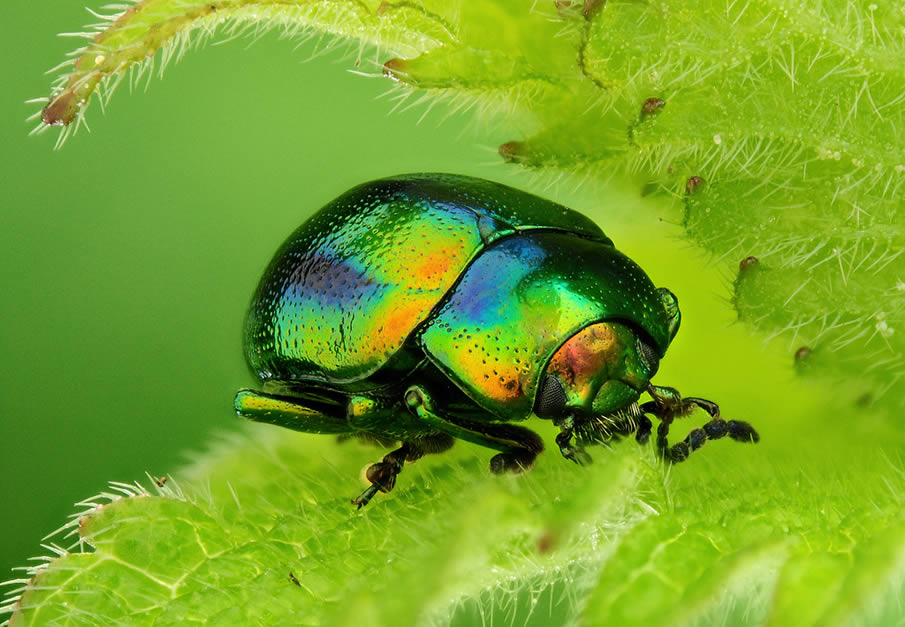 Dlochrysa Fastuosa