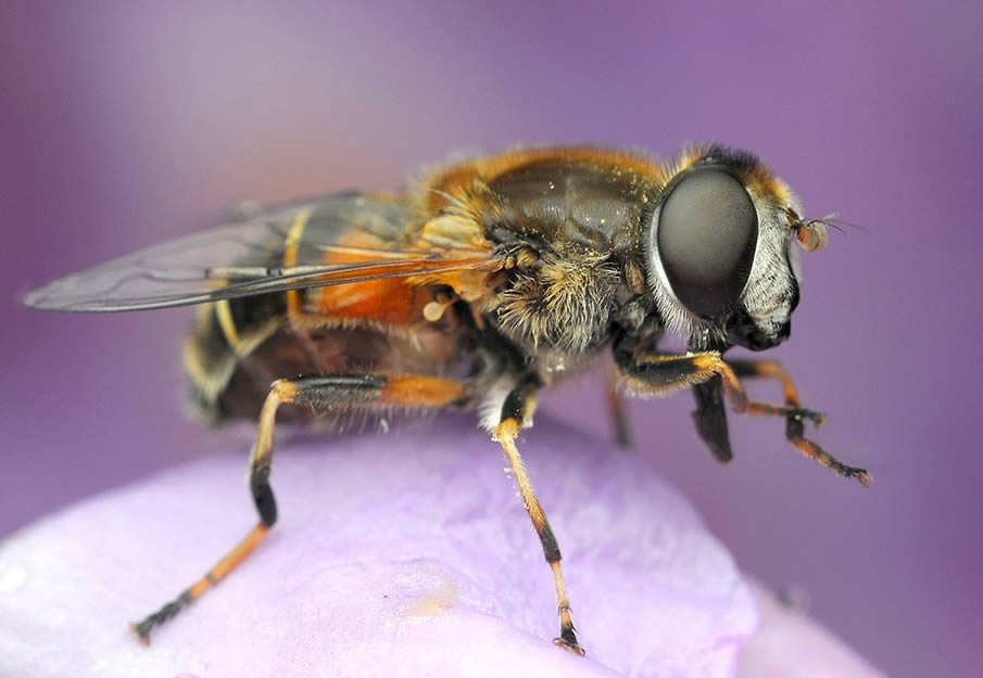 Helophilus Pendulus