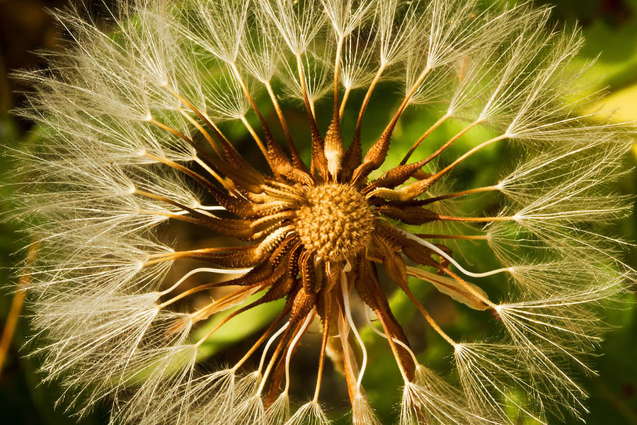 Dandelion