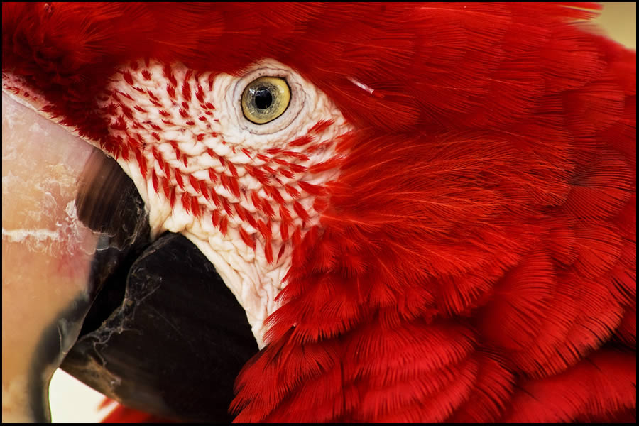 Green-Winged Macaw