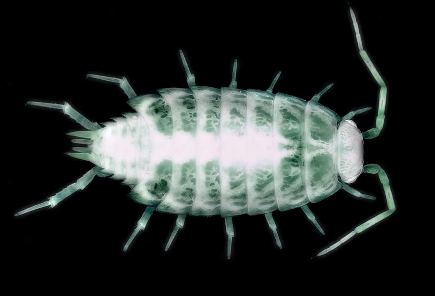 X-Ray Wood-Louse