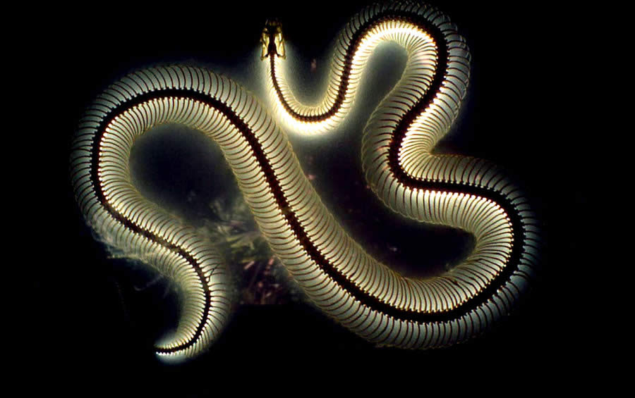 Snake X-Ray