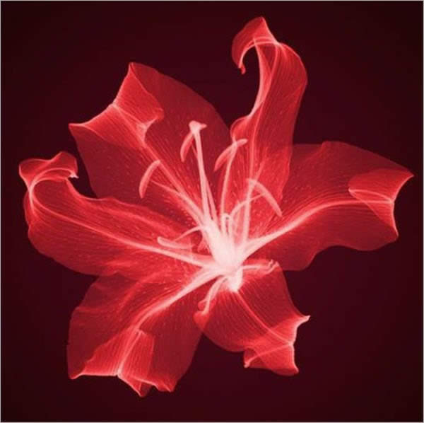 Red X-Rayed Lilly