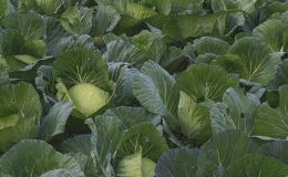 Cabbage Patch Picture