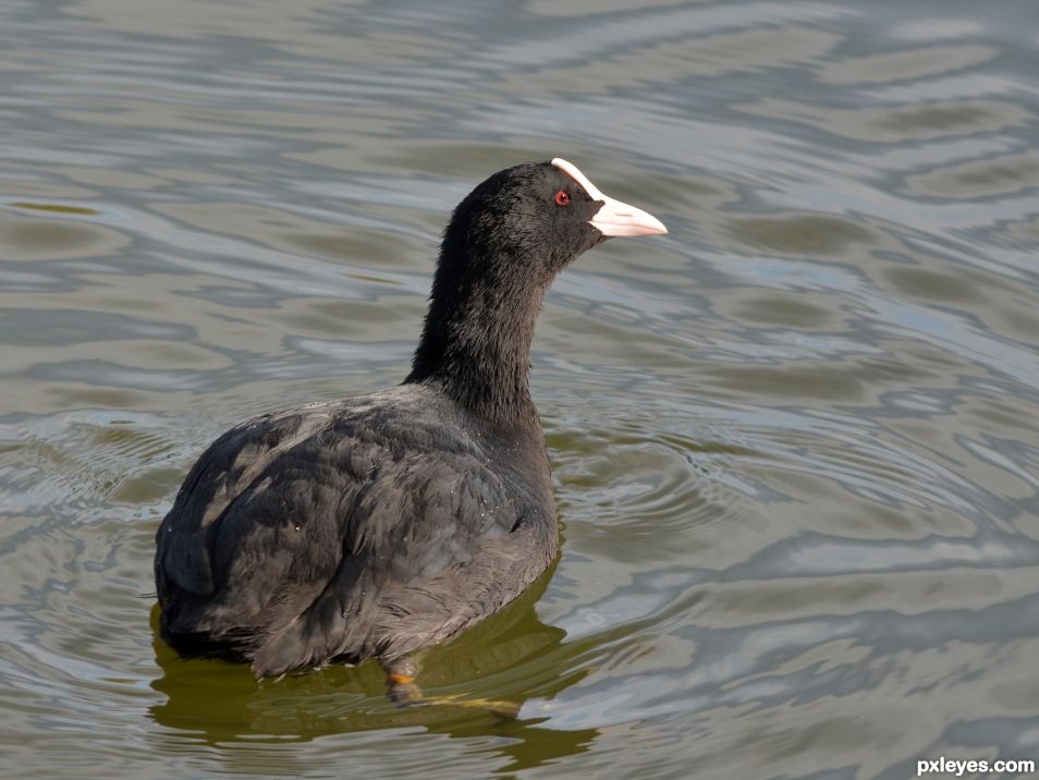 Coot