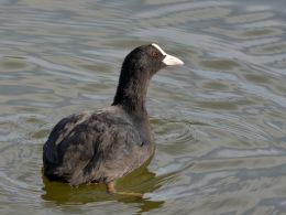 Coot