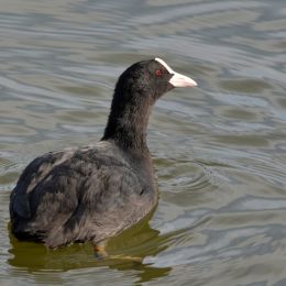 Coot