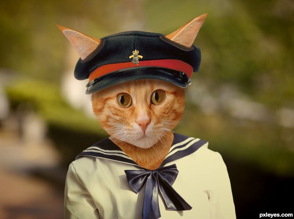 Young cat cadet