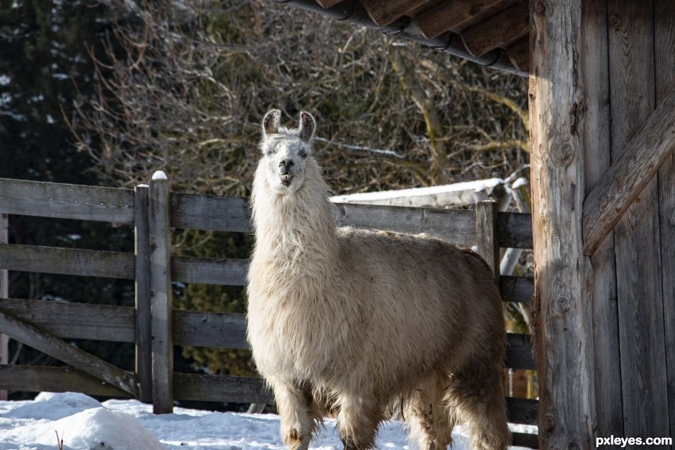 Llama