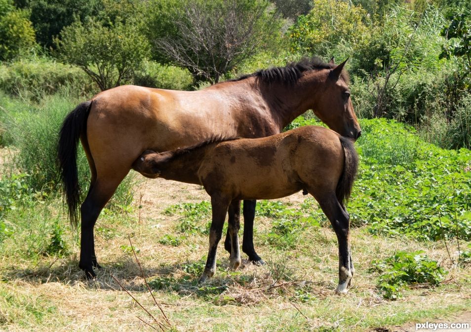 Mother and Son