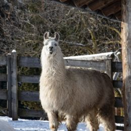 Llama