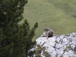 the Marmot